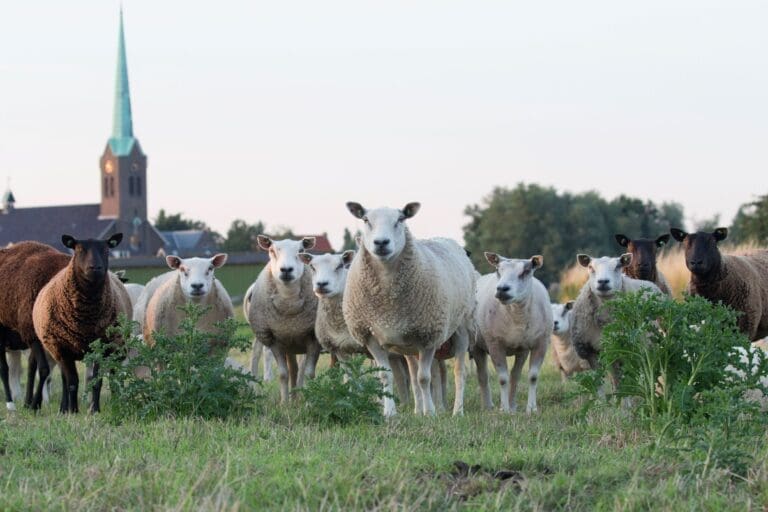 Schapen